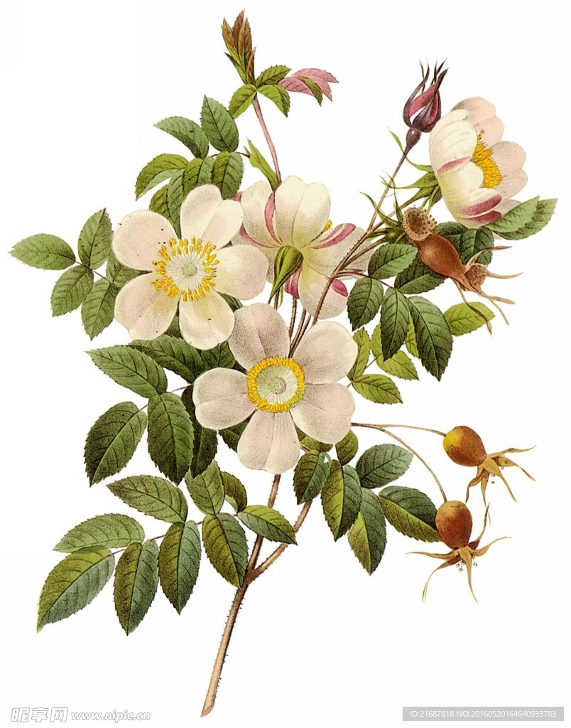 桃花