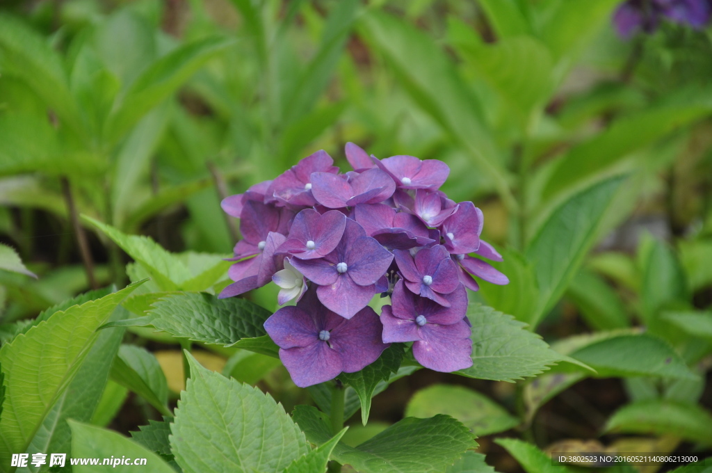 藍色小花