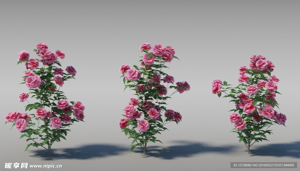 薔薇