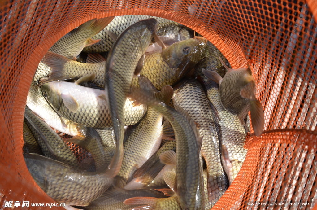 魚 生物世界 漁網(wǎng)