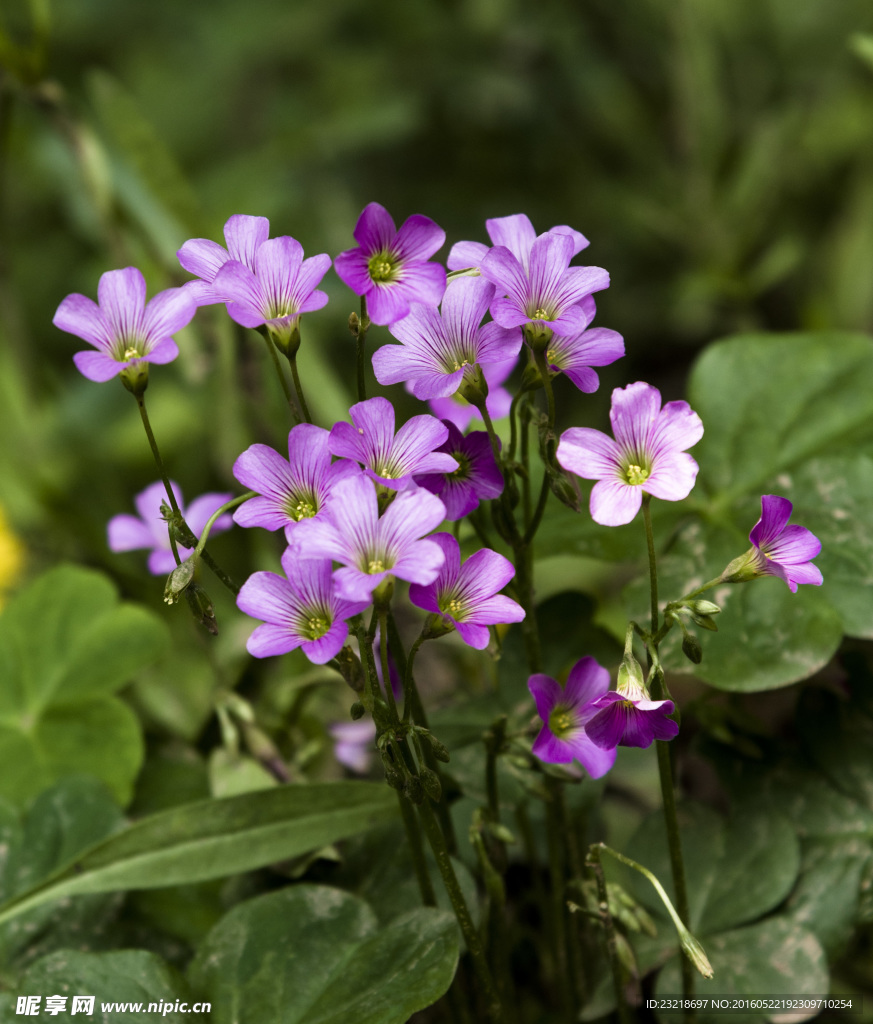 路邊小花