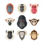 猴子和猩猩 头像