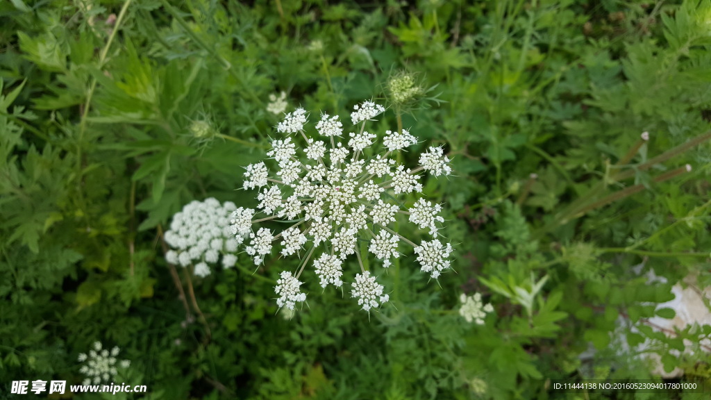 白花草