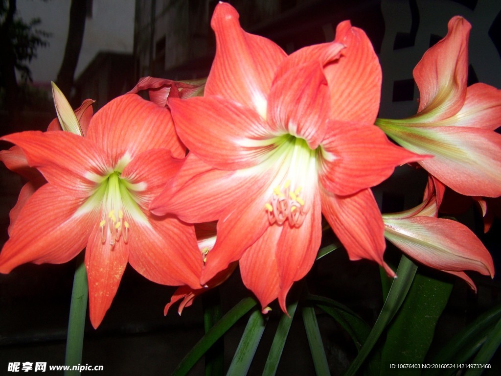 珠頂紅花
