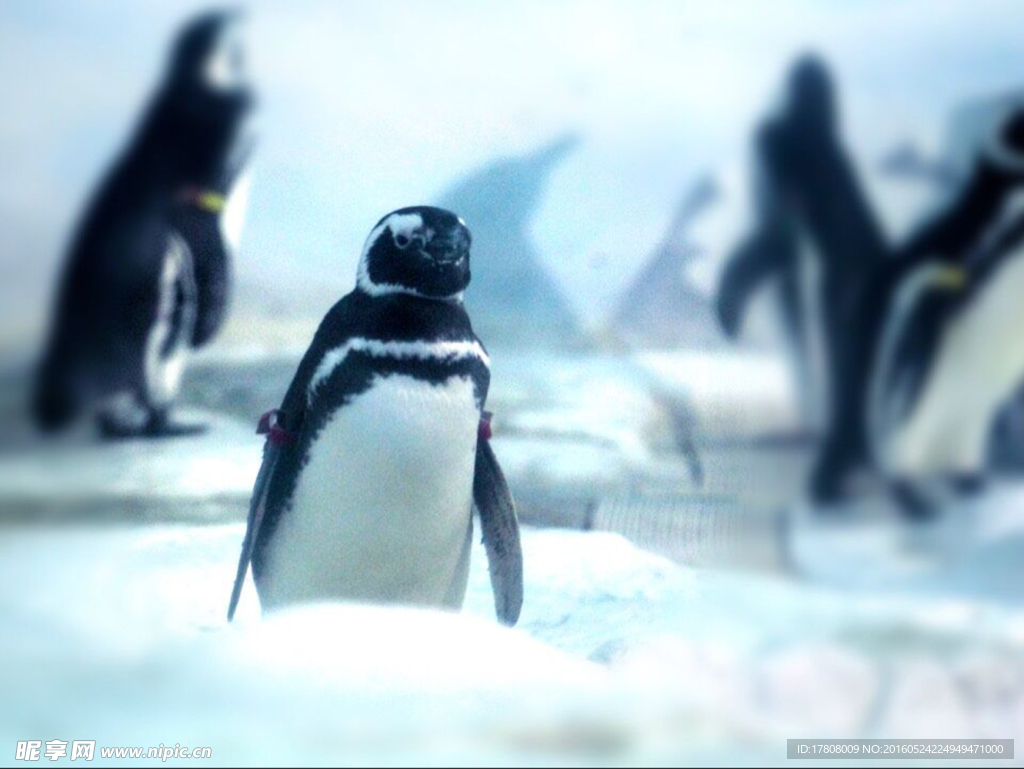 南极企鹅摄影照片