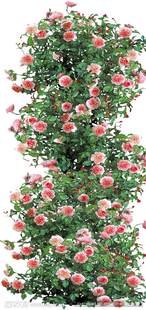 花卉綠葉