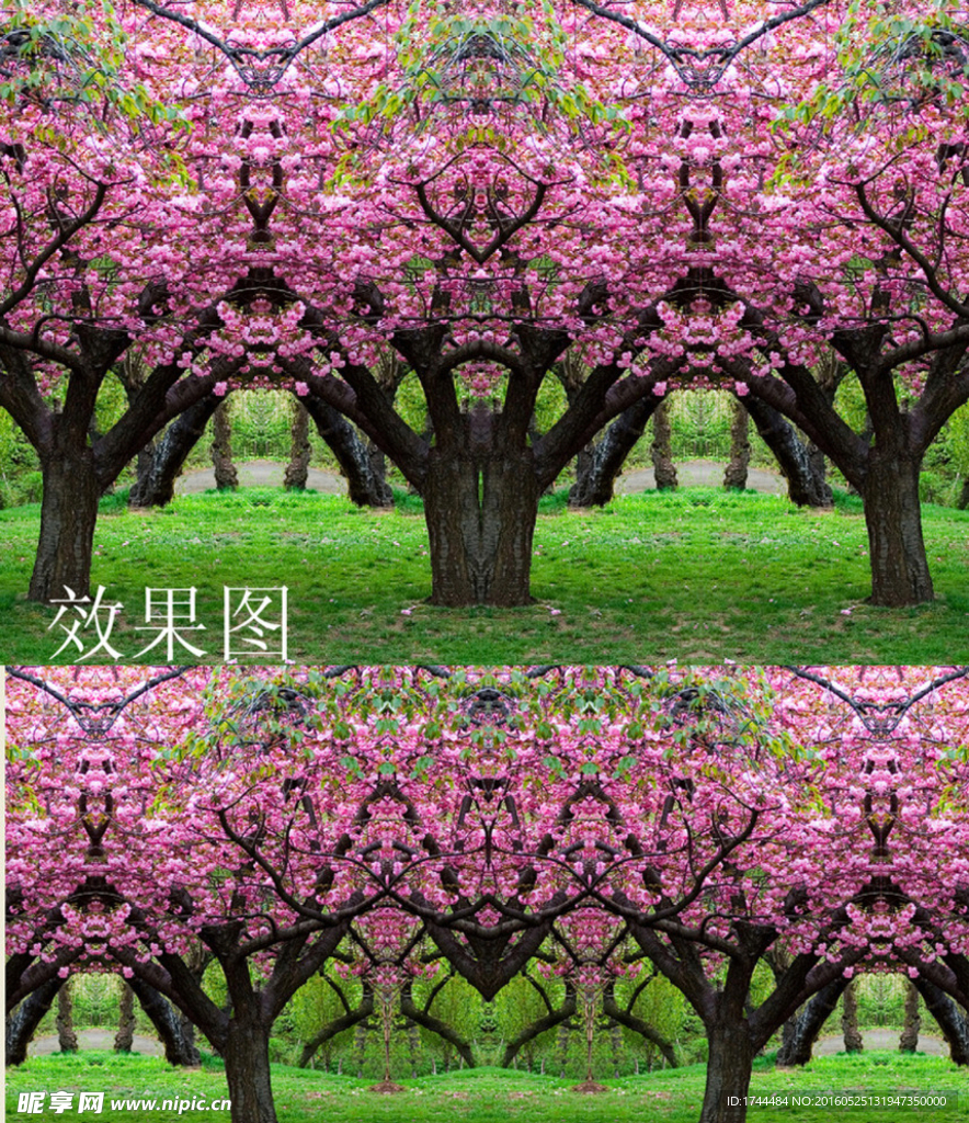 樱花树背景高清动态视频