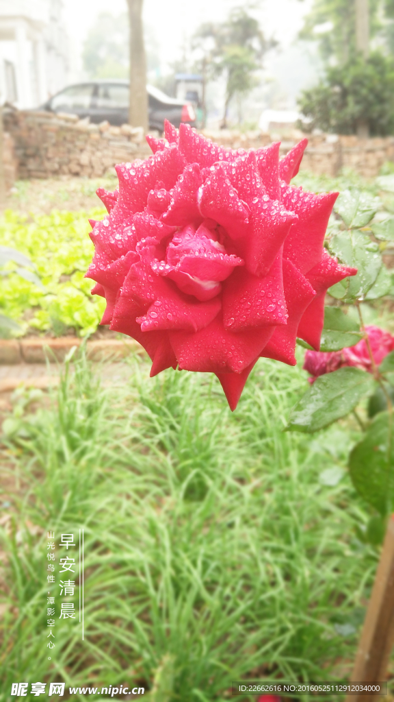月季花