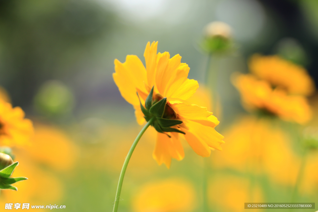 黃花