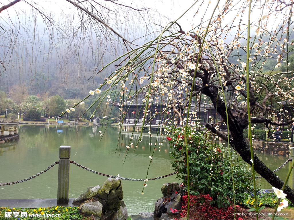 碧湖春花