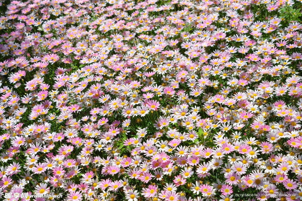 菊花素材