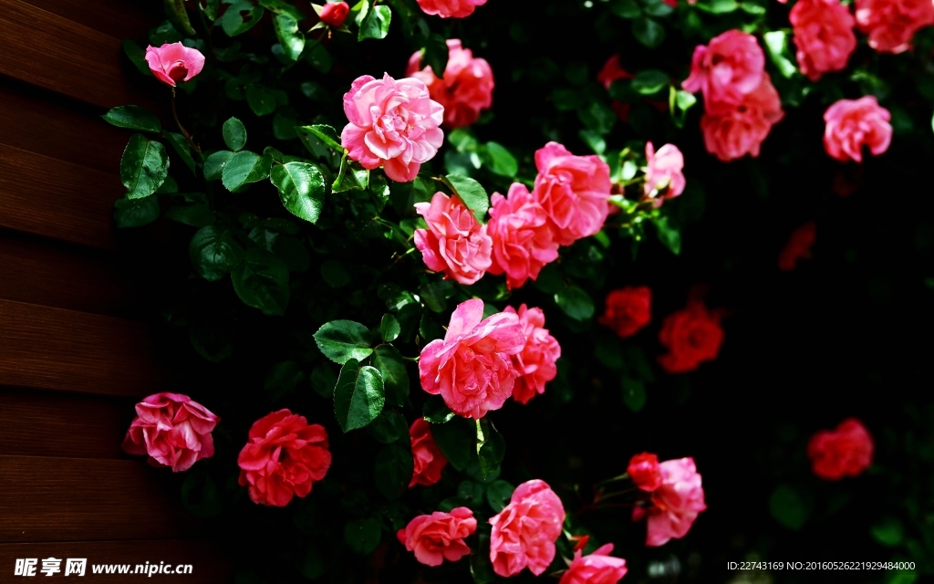 薔薇