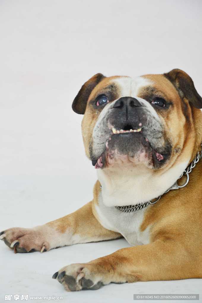 斗牛犬