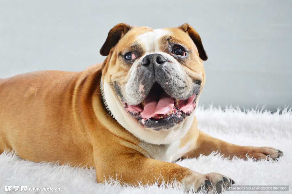 斗牛犬