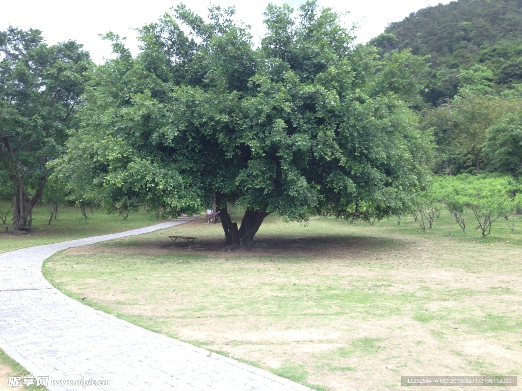 榕樹(shù)