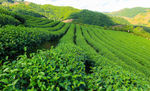 广袤的绿茶种植园风景