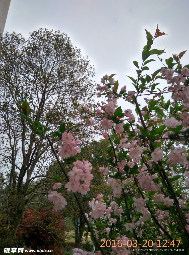 桃花