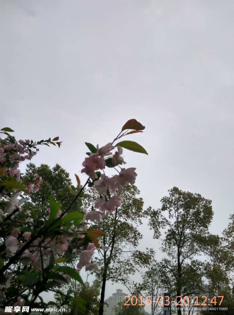 桃花