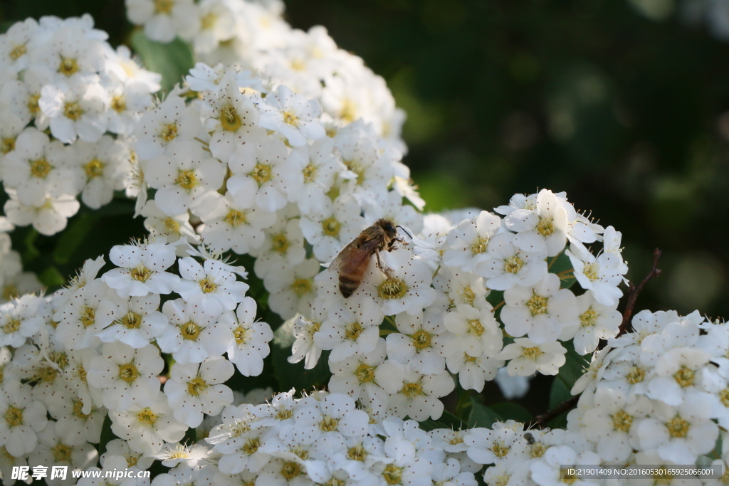 白花蜜蜂