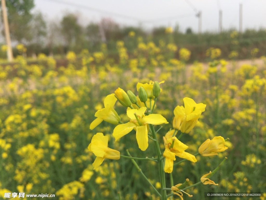 油菜花
