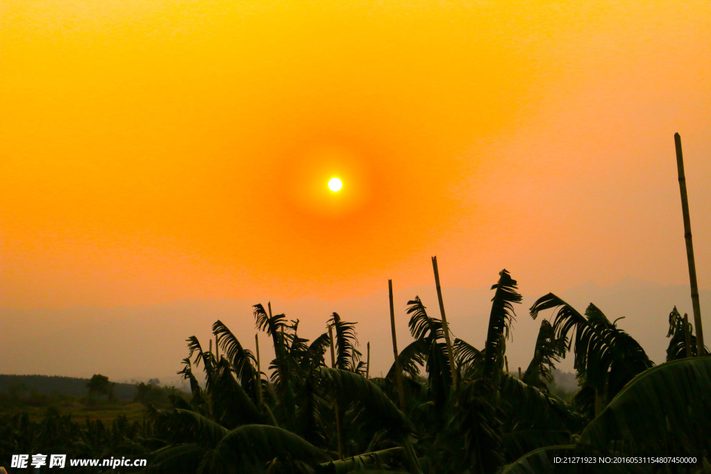 蕉林夕陽