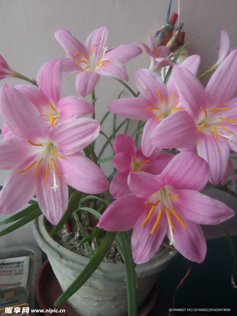 韭蘭花