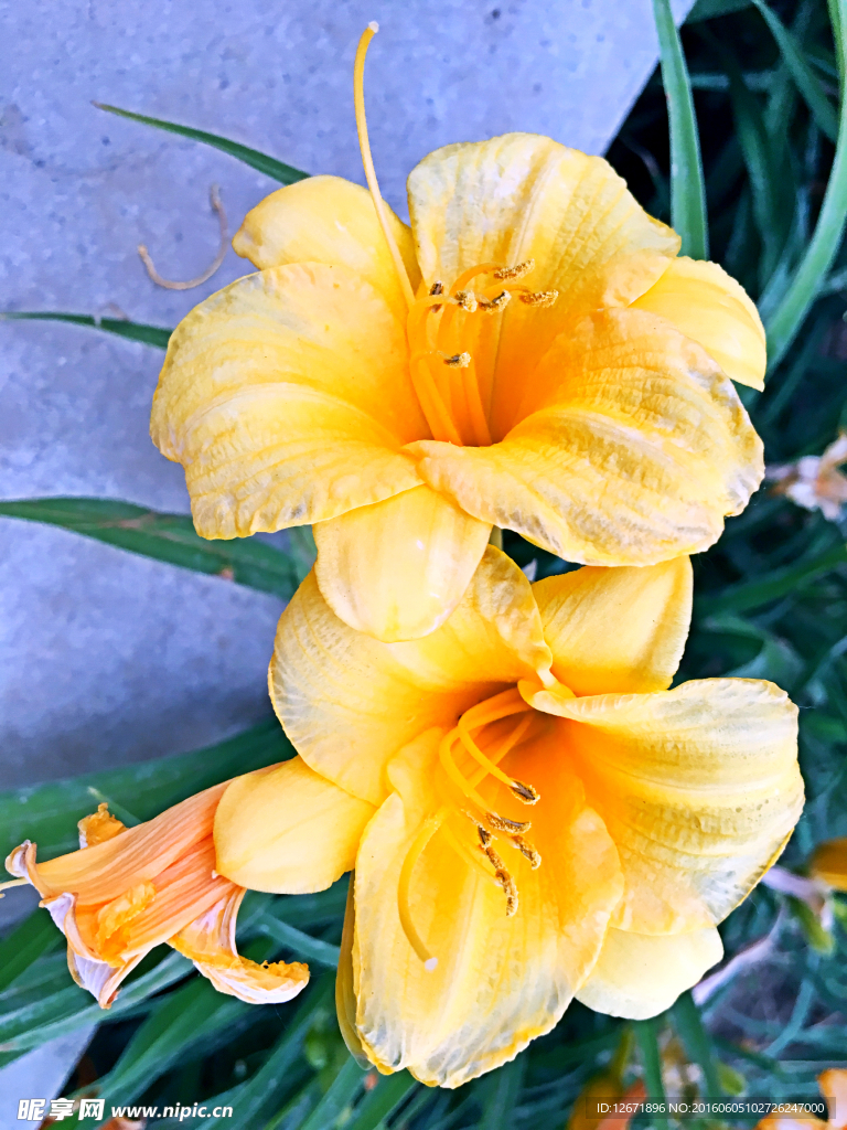 黃花