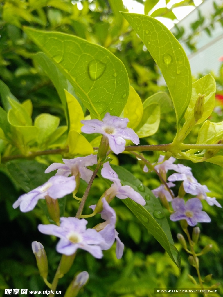 雨后花