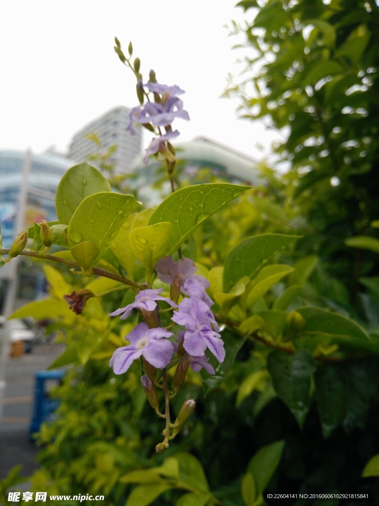 雨后花