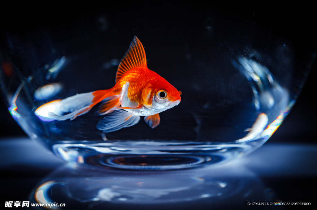 金魚