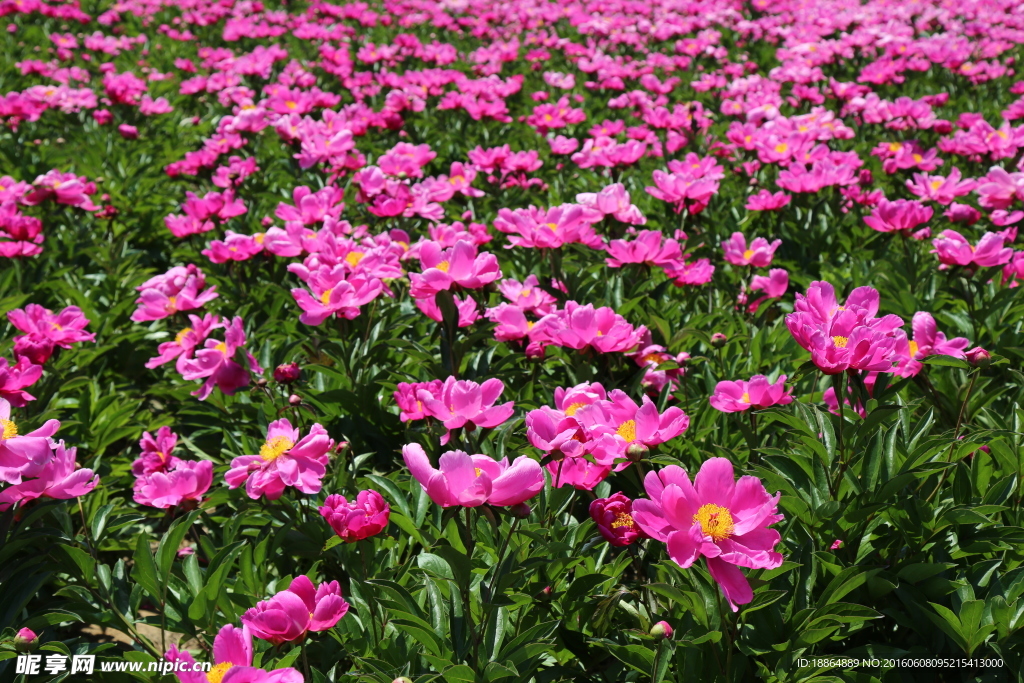 芍藥花開