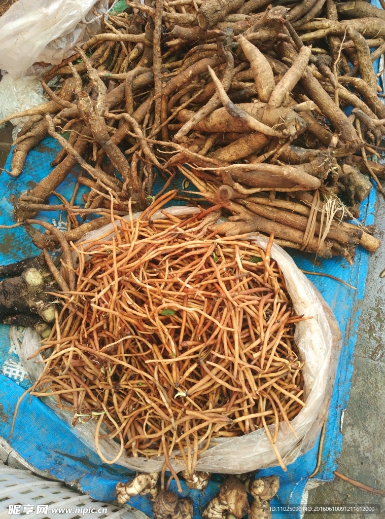 煮湯藥根
