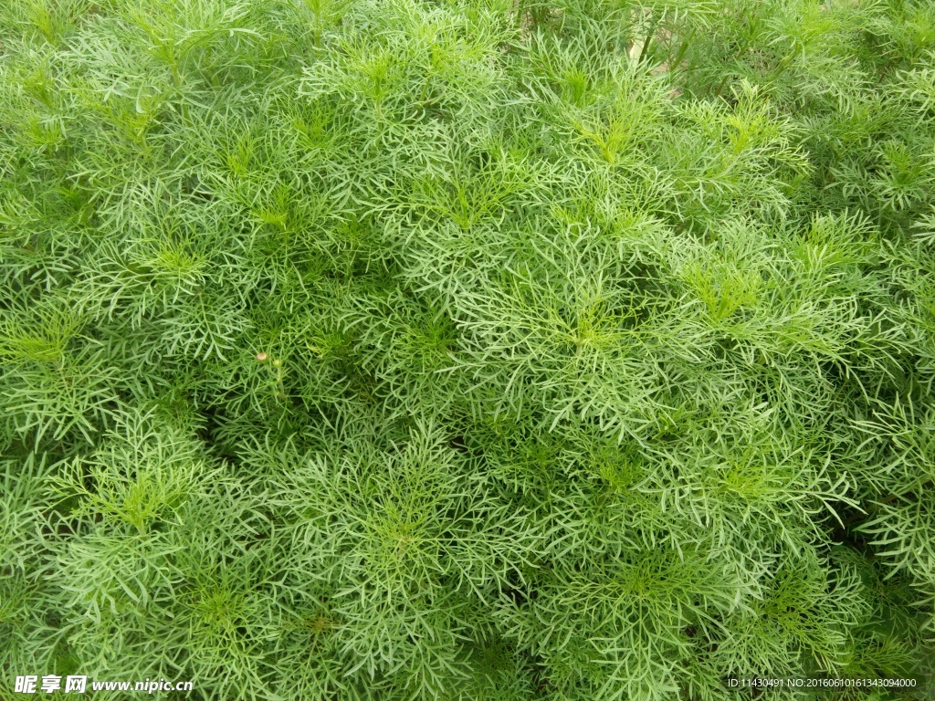 綠葉 綠草 綠色