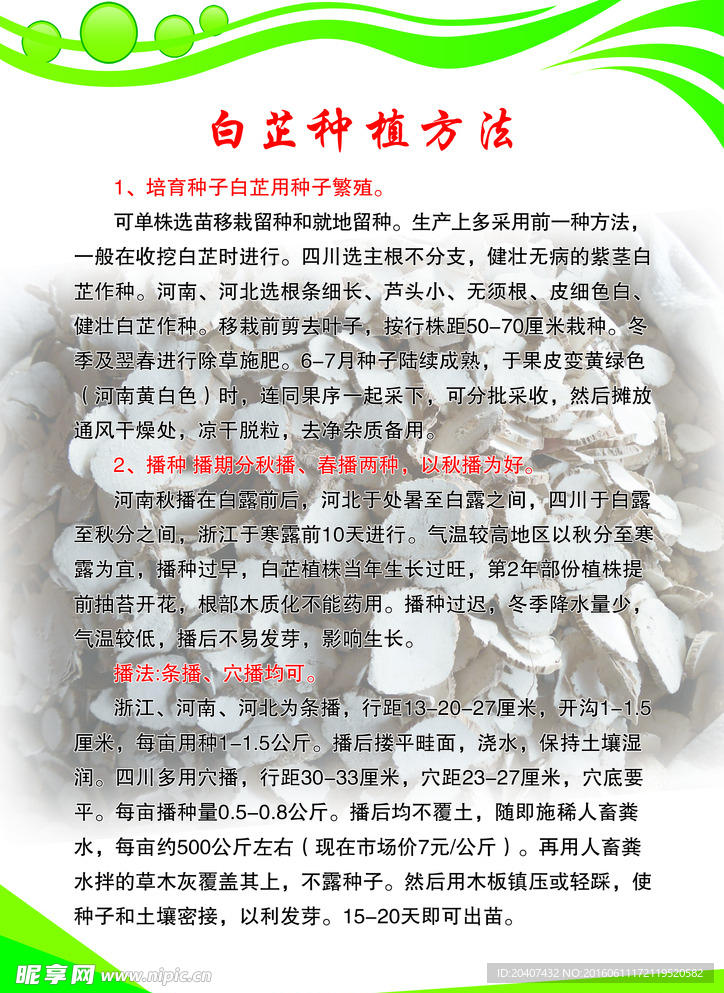 白芷的種植方法