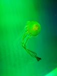 绿光下的水母