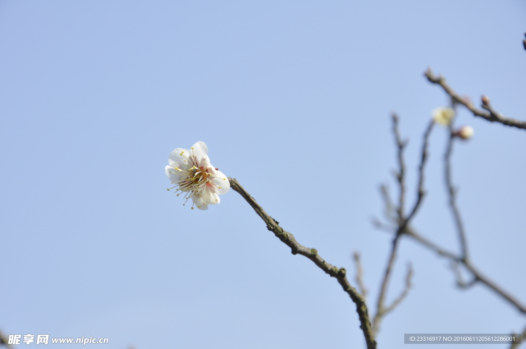 白梅花 梅枝