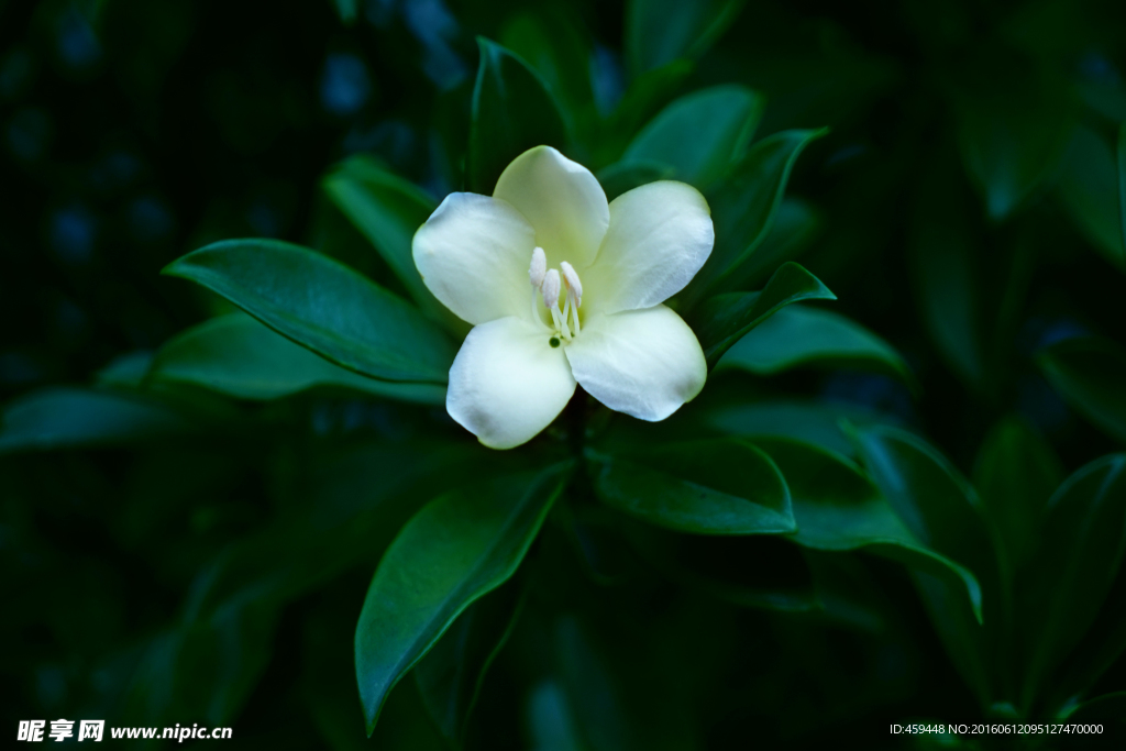 白色的花