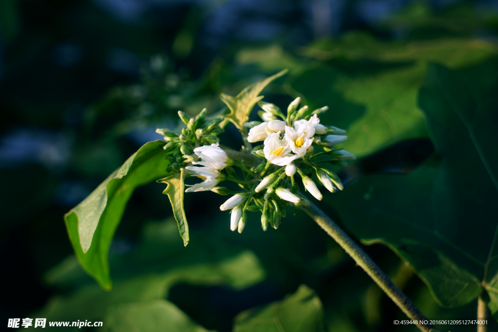 白色苦子花
