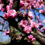 春花