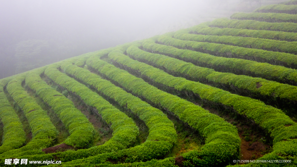 茶山晨霧