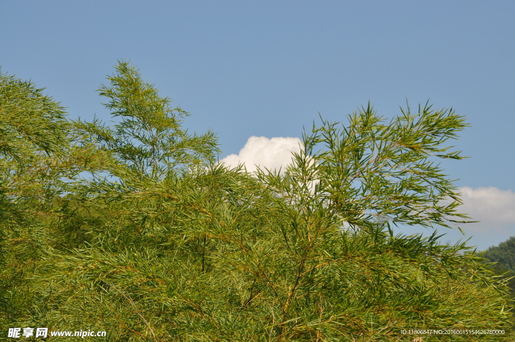 竹子藍(lán)天