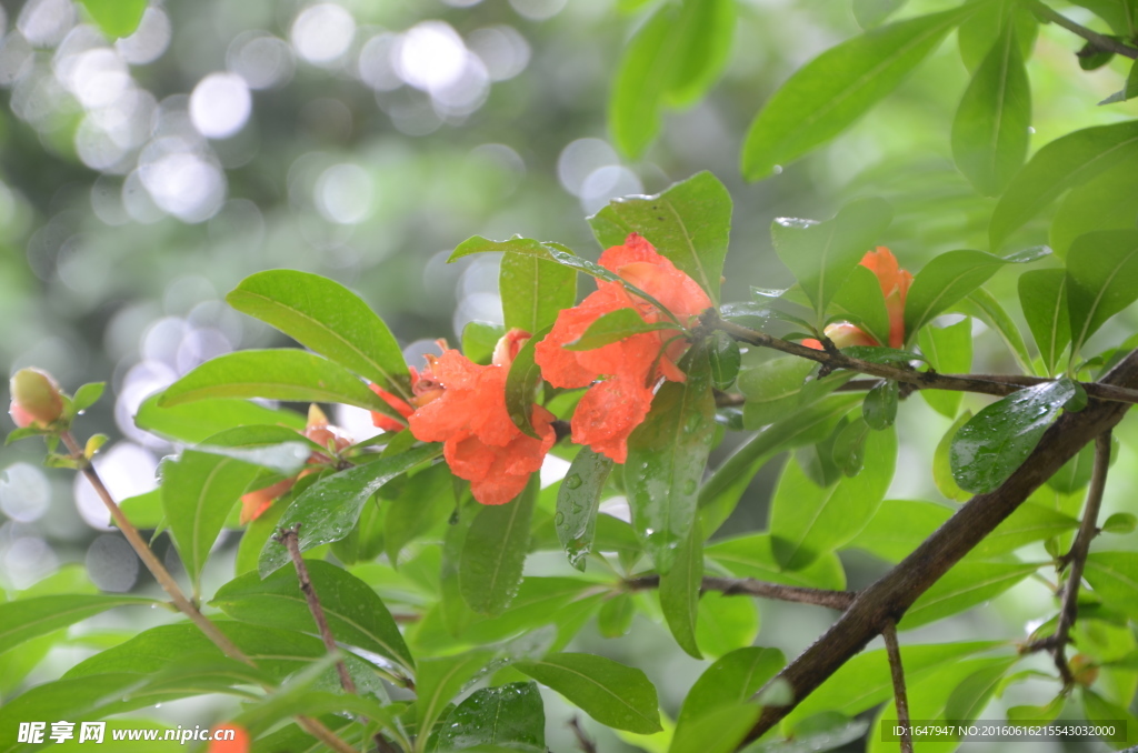 石榴花開