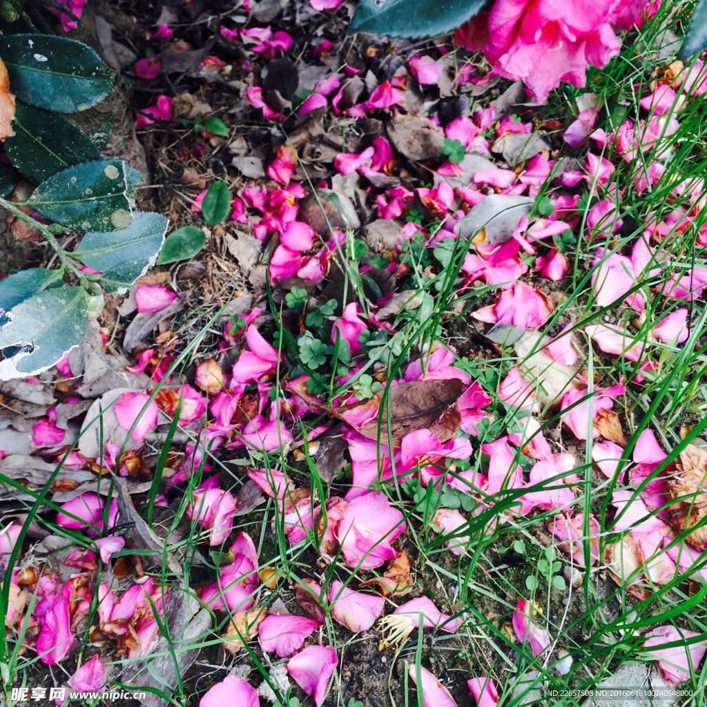 花泥