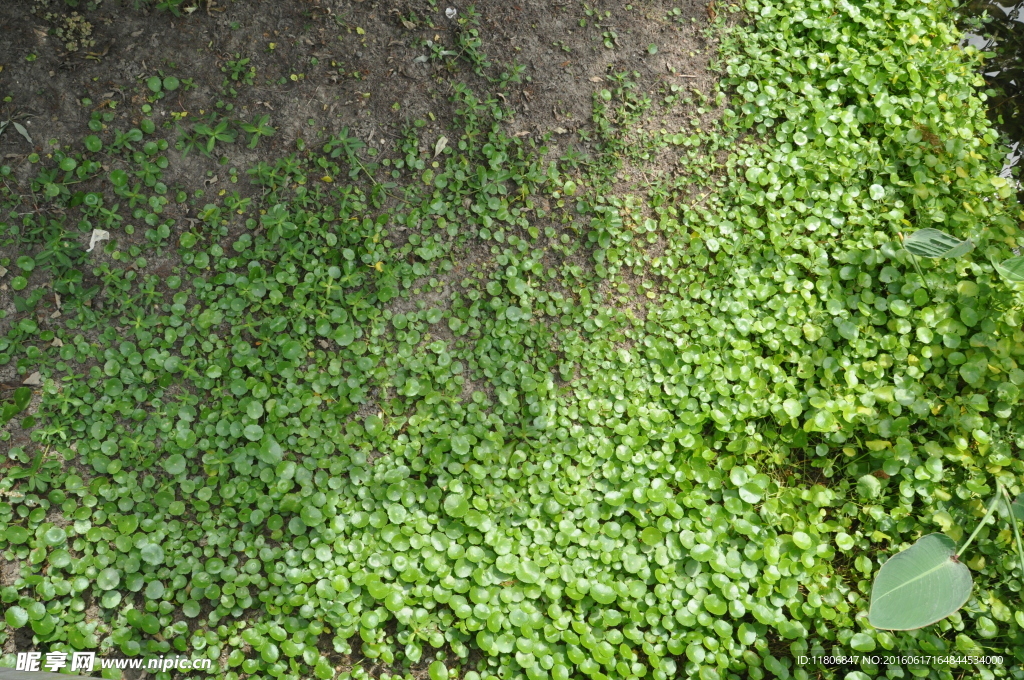 地表植物
