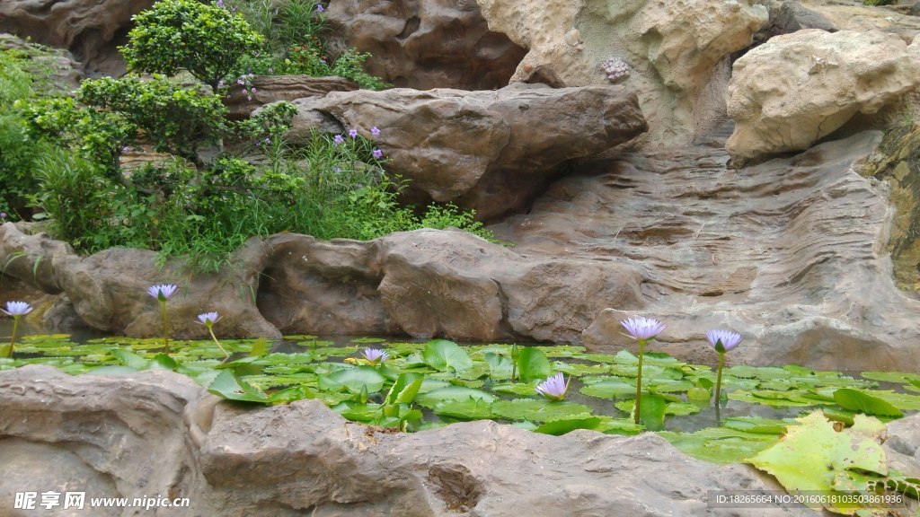 植物景觀
