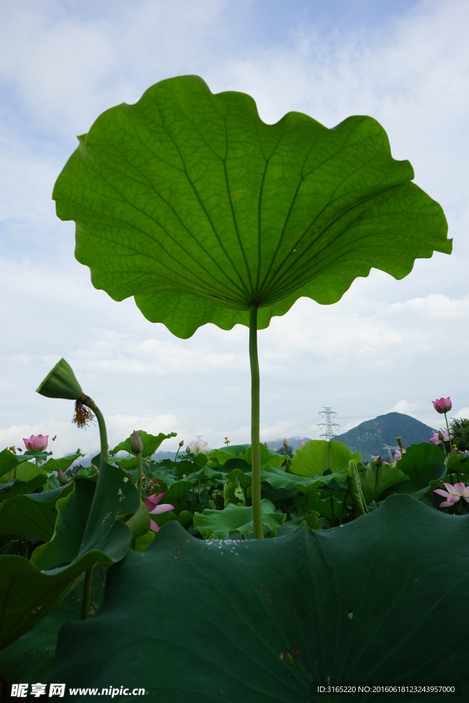 荷葉