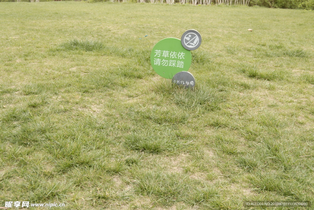 草地