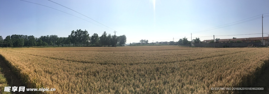 麥田
