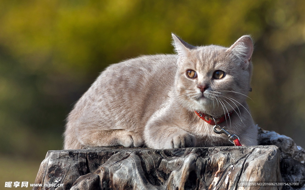 宠物猫 可爱的小猫