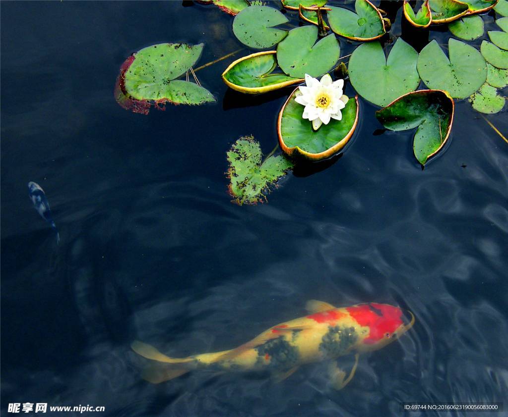 鯉魚(yú)荷花